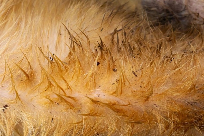 Pueden desencadenar reacciones alérgicas en muchos perros.