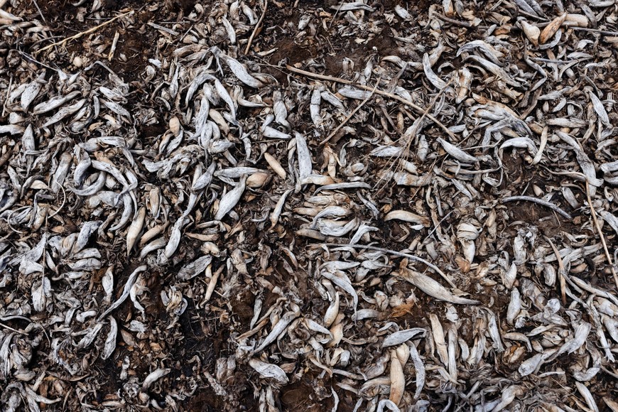 CREDITO: REUTERS/Quetzalli Nicte-Ha