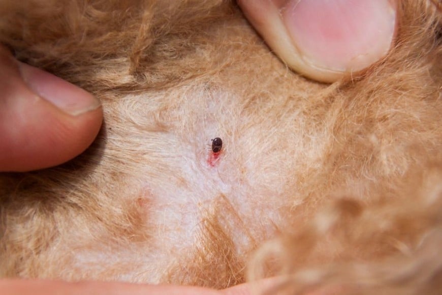 Las pulgas, esos diminutos parásitos casi imperceptibles a simple vista.