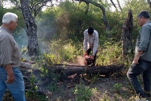 Trabajos de raleo, con fondos de la ley de bosques. Crédito: Gentileza