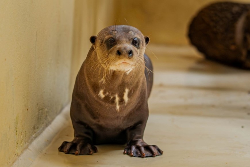 Rosario en la cuarentena en Corrientes. Crédito: Tomás Navajas - Rewilding Argentina