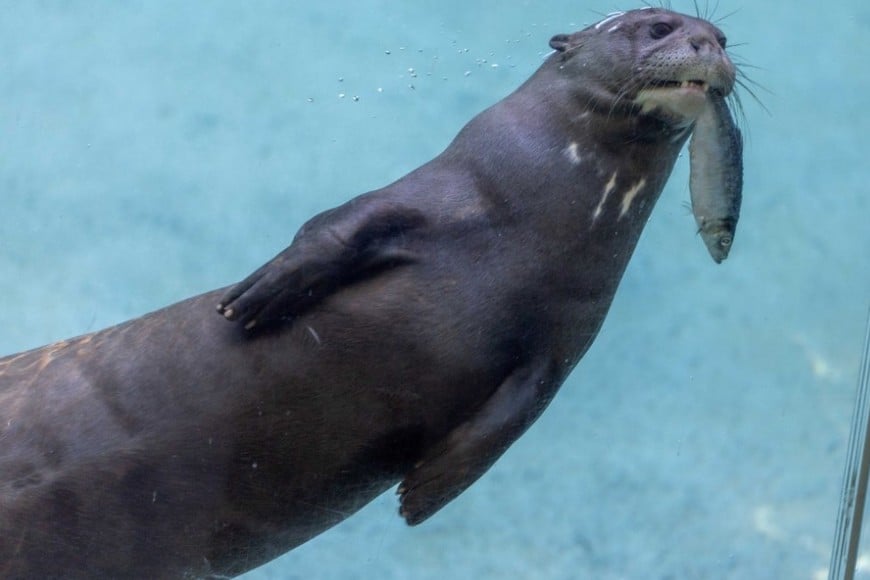 Rosario en el Zoológico de Los Angeles. Crédito: Los Angeles Zoo