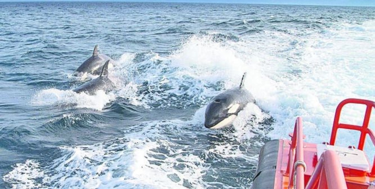 ¿Por qué las orcas hunden barcos en el Estrecho de Gibraltar?