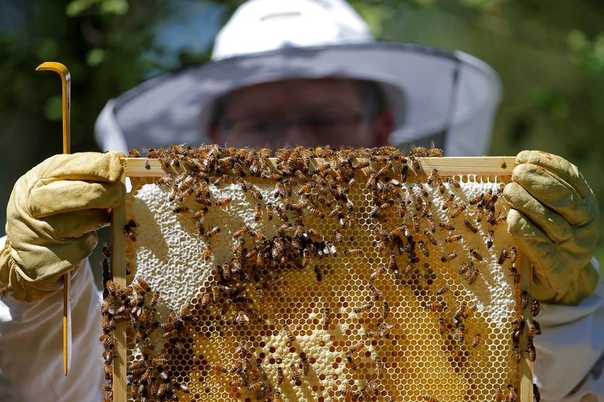 De acuerdo con el informe difundido por CONINAGRO, la actividad apícola mostró una mejora sostenida durante octubre.