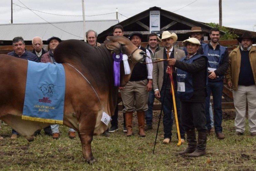 Los tres primeros puestos fueron para criadores de la provincia de Santa Fe.