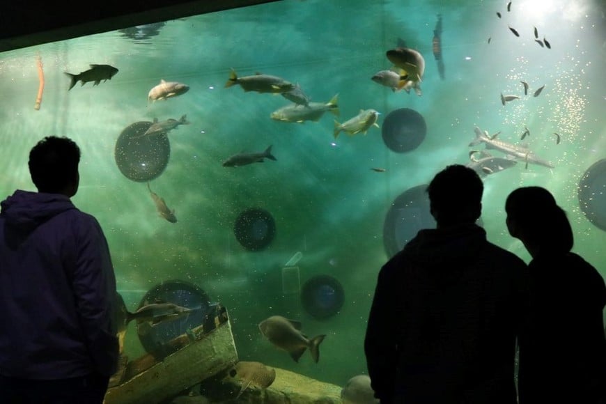 El acuario del río Paraná en Santa Fe alberga una variedad de especies migratorias que son características de este sistema fluvial, como el dorado, el surubí, la boga, el sábalo, entre otras. Foto: Gentileza Acuario del Río Paraná