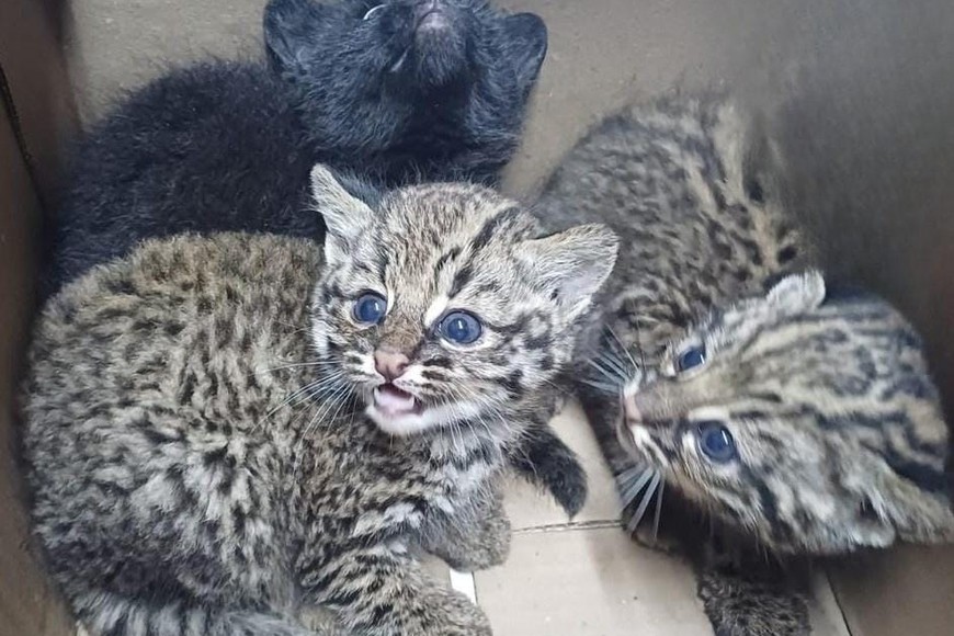 Rescate, preservación y cuidado de los animales.