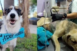 “Equipo al rescate” hoy alberga alrededor de 30 perros y gatos. 