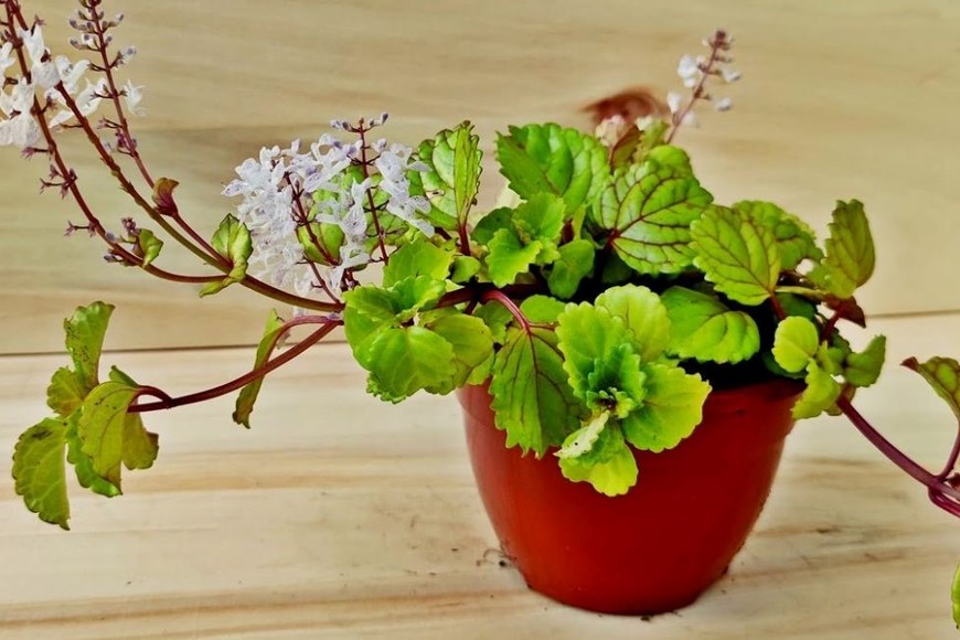 La planta del dinero, originaria de América Central y del Sur, se asocia con la atracción de la abundancia y la buena suerte financiera en el hogar.