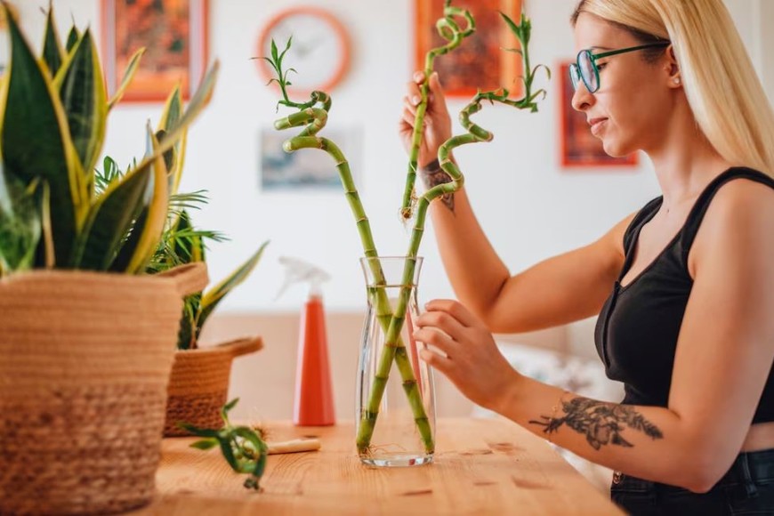 El bambú de la suerte, símbolo de fortaleza y longevidad en Asia, es famoso por atraer la prosperidad y la buena fortuna al hogar.