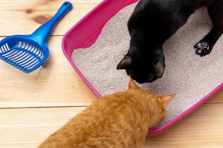 Si tienes varios gatos, es posible que necesites cambiarla con mayor frecuencia.