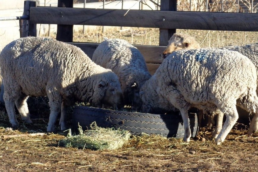 Después de casi dos décadas, Entre Ríos retomó las exportaciones de carne ovina en el mercado internacional con destino al Medio Oriente