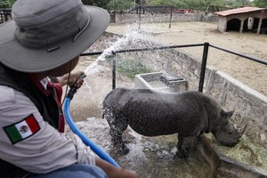 Un guarda del Zoo León, en el estado mexicano de Guanajuato, refresca con una manguera a un rinoceronte blanco