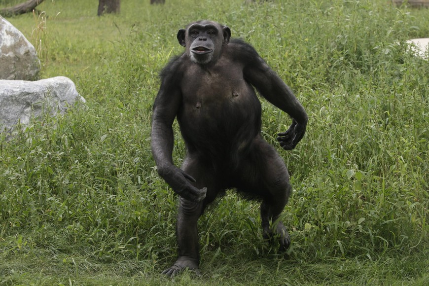 chimpance en zoologico Gaenserndorf santuario para chimpances traumatizados por experimentos medicos estos simios seran liberados en su entorno natural

A chimpanzee enjoys the sun at Gut Aiderbichl's Sanctuary for Traumatized Chimpanzees and other Primates in Gaenserndorf, 50 kms (31 miles) northeast of Vienna, September 14, 2011.  After three decades in captivity in tiny cages, 38 former laboratory chimpanzees were released to the new Gut Aiderbichl animal sanctuary, where they can spend the rest of their lives in peaceful retirement.   REUTERS/Herwig Prammer (AUSTRIA - Tags: ANIMALS) austria  chimpance en zoologico Gaenserndorf santuario para chimpances traumatizados por experimentos medicos