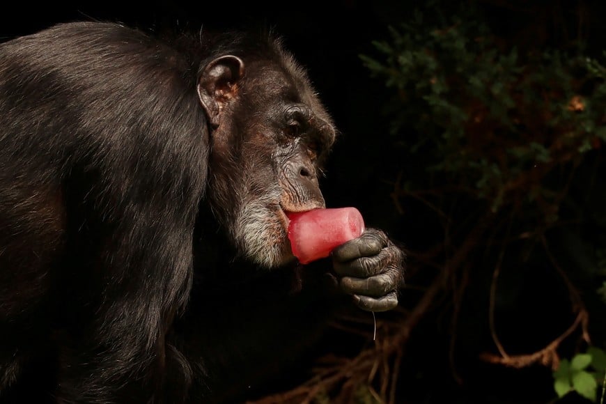 A Chimpanzee sucks on a block of flavoured ice at Chester Zoo in Chester, Britain, July 19, 2022. REUTERS/Phil Noble