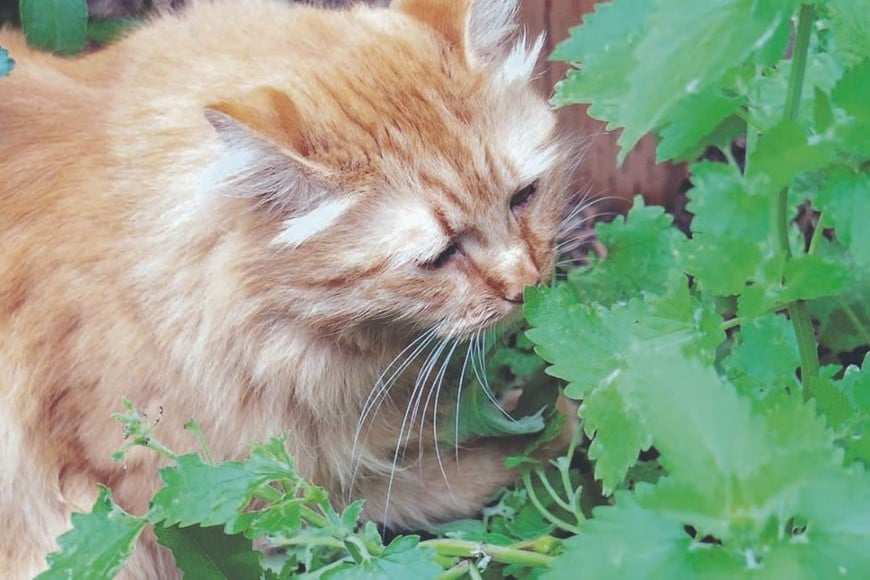 Elegir plantas seguras permite disfrutar de la naturaleza en casa con mascotas sin preocupaciones.