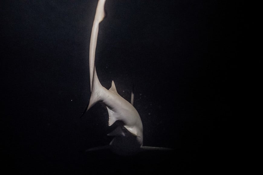 A newborn blacktip reef shark, which is listed as a vulnerable species, swims at night in Maya Bay at the Phi Phi Island National Park, on Phi Phi Leh Island, Krabi province, Thailand, February 24, 2023. Blacktips, named after the distinctive black colouring on their dorsal fins and tails, roam the Andaman Sea and other tropical regions in decreasing numbers due to overfishing, according to the International Union for Conservation of Nature. REUTERS/Jorge Silva SEARCH "SILVA THAILAND SHARKS" FOR THIS STORY. SEARCH "WIDER IMAGE" FOR ALL STORIES.