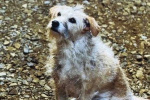 No es un perrito improvisado: Bobby también tuvo una actuación destacada en "Cruella".