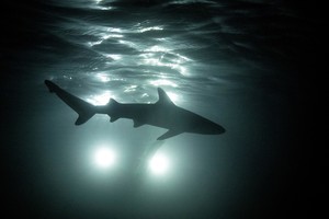 A newborn blacktip reef shark is silhouetted as it swims at night past the Maya Shark Watch Project's baited remote underwater video station, in Maya Bay at the Phi Phi Island National Park, on Phi Phi Leh Island, Krabi province, Thailand, February 27, 2023. Blacktips, named after the distinctive black colouring on their dorsal fins and tails, roam the Andaman Sea and other tropical regions in decreasing numbers due to overfishing, according to the International Union for Conservation of Nature. REUTERS/Jorge Silva     SEARCH "SILVA THAILAND SHARKS" FOR THIS STORY. SEARCH "WIDER IMAGE" FOR ALL STORIES.         TPX IMAGES OF THE DAY