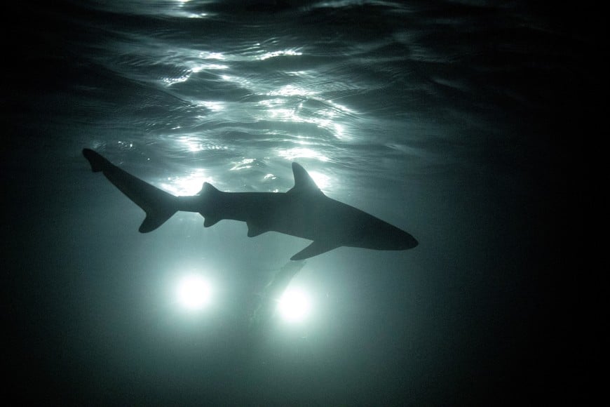 A newborn blacktip reef shark is silhouetted as it swims at night past the Maya Shark Watch Project's baited remote underwater video station, in Maya Bay at the Phi Phi Island National Park, on Phi Phi Leh Island, Krabi province, Thailand, February 27, 2023. Blacktips, named after the distinctive black colouring on their dorsal fins and tails, roam the Andaman Sea and other tropical regions in decreasing numbers due to overfishing, according to the International Union for Conservation of Nature. REUTERS/Jorge Silva     SEARCH "SILVA THAILAND SHARKS" FOR THIS STORY. SEARCH "WIDER IMAGE" FOR ALL STORIES.         TPX IMAGES OF THE DAY