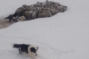 Ovejas bajo la nieve, al sur de El Calafate: un dramático relato.