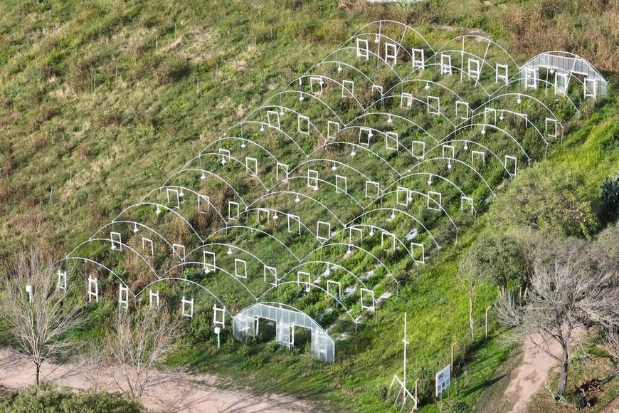Vista del invernadero hoy, sin las plantas, con yuyos. Fernando Nicola