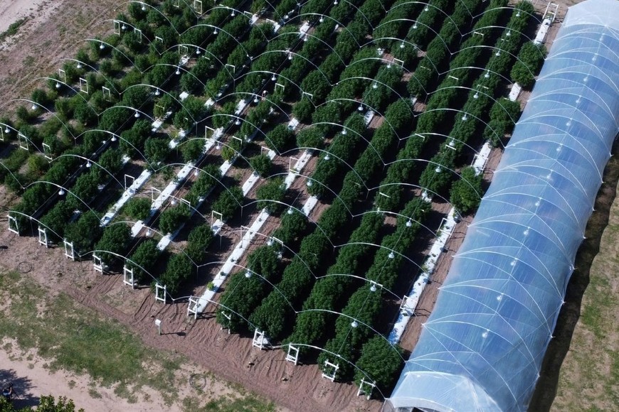 Así era el invernadero del CIDCaM de Monte Vera hasta el año pasado. Archivo.