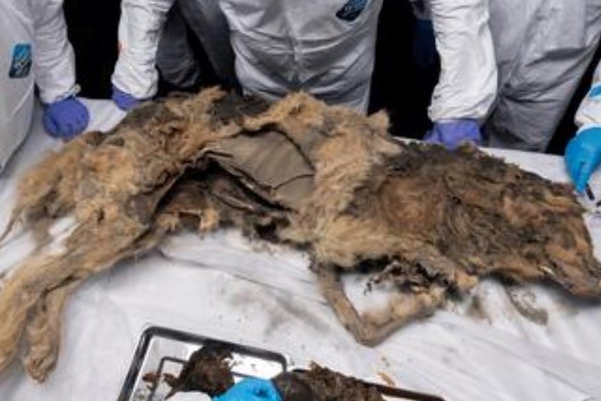 La Academia de Ciencias de Yakutia asegura que "este es el primer descubrimiento mundial de un depredador del pleistoceno tardío".