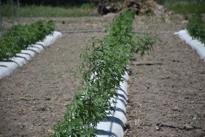 Estas eran las plantas que se habían sembrado y ya no están. Mauricio Garín (archivo).