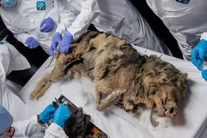 La Academia de Ciencias de Yakutia asegura que "este es el primer descubrimiento mundial de un depredador del pleistoceno tardío".