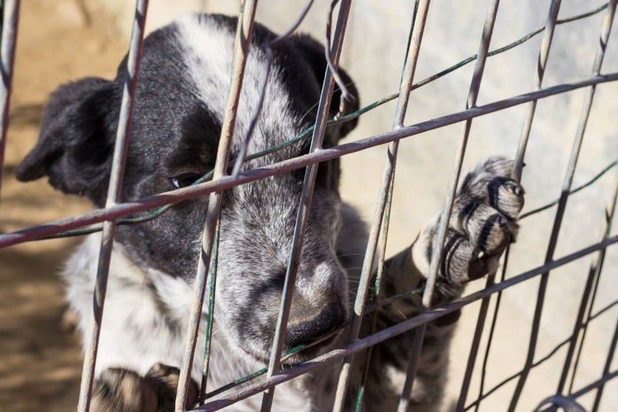 Ley Conan” contra el maltrato animal