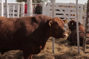 Para los cabañeros, podría ser un indicio del amesetamiento del negocio de la cría.