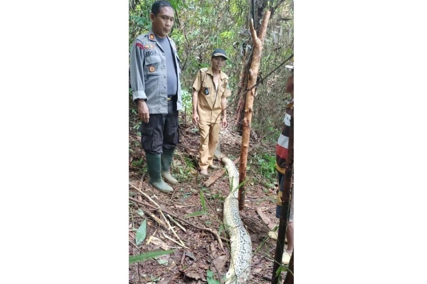 El jefe de la policía regional dijo que el marido encontró a la pitón viva y le cortó la cabeza.