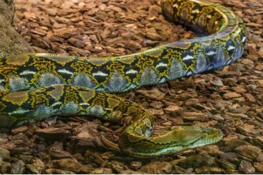 Las pitones que matan personas en Indonesia son pitones reticuladas.