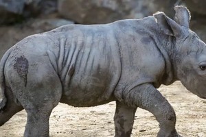 Silverio nació el 20 de junio en el zoológico de Buin, en el sur de Santiago de Chile.