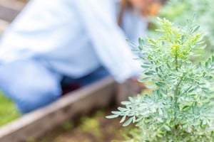 La ubicación estratégica de la ruda según el Feng Shui sirve para mejorar la energía del dinero.