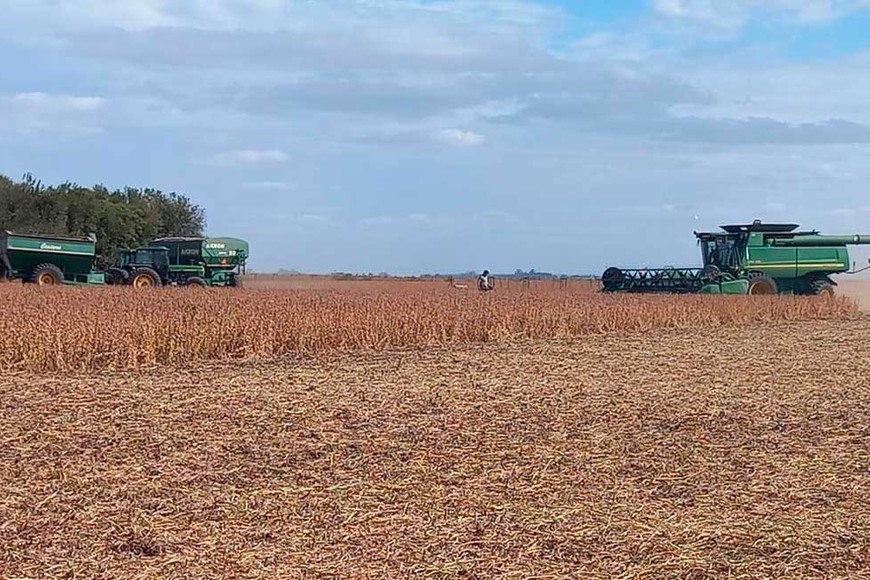 En términos de toneladas, las exportaciones aumentaron 37,1%.