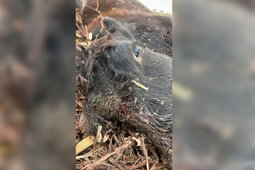 “No es lo mismo que se faene isla adentro que frente a la costanera corondina. ¡Es el patio de la policía!", reclamó el ganadero. Foto: Campolitoral