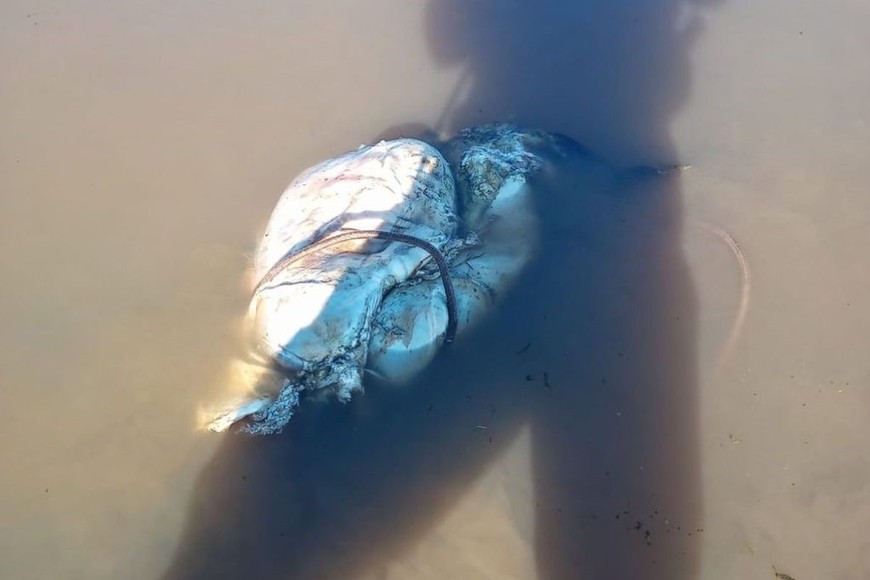 La crueldad de los delincuentes no tiene antecedentes, y nos remota a las viejas vaquerías. Foto: Campolitoral