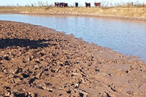 Video: faenan vacunos frente a la costanera de Coronda y venden por las redes sociales
