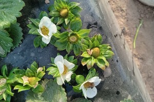 El término de “impredecible” también fue utilizado por Sierra: “Este tipo de heladas, de esta magnitud, es una situación impredecible y más que eso, imparable. Por más que tapen con los microtúneles, se daña la floración, con macrotúneles no tanto”.