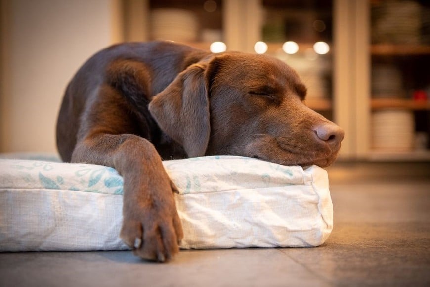 El sueño de las mascotas puede incluir experiencias como jugar o interactuar con sus dueños.