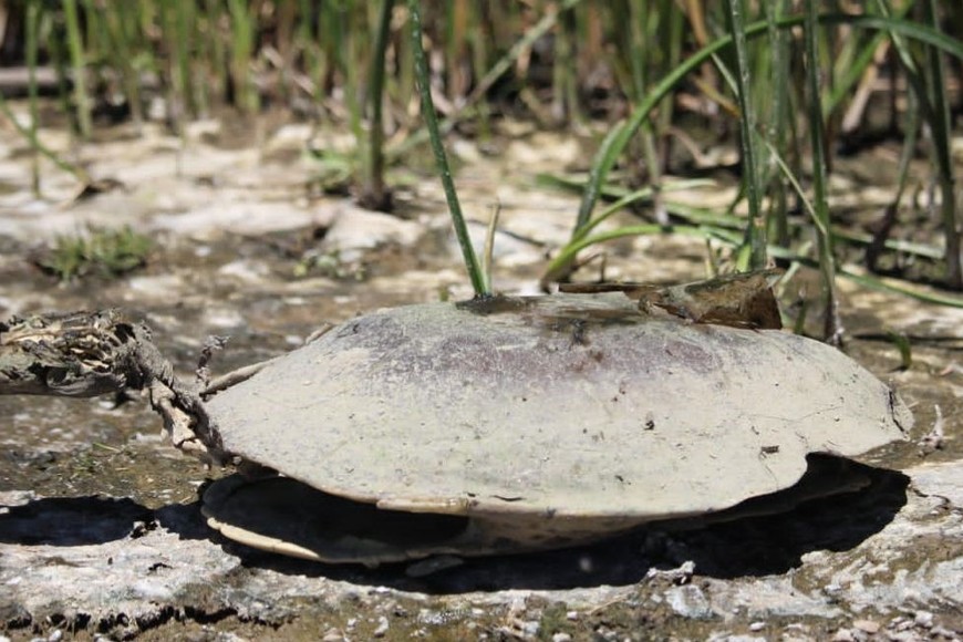 Foto: Archivo/Gentileza Conclusión.com.ar