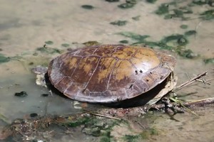 “El vertido de desechos llega desde los canales hasta desembocar en el Arroyo Los Troncos. En 2022 una foto con tortugas muertas se volvió viral y allí volvimos a insistir con las autoridades provinciales. Desde la comuna de Matilde se han hecho las denuncias correspondientes en delitos ambientales y a raíz de ello es que se están realizando las actuaciones para resolver este tema, con el apoyo del ministerio de Medioambiente”, remarcó Saldaño.
Foto: Archivo/ gentileza sepresumeinocente.com.ar