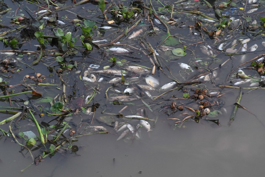 Peces muertos. Así se ve un sector del Dique 1.