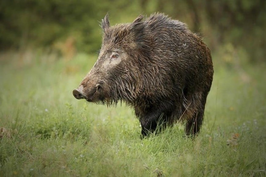 En La Herminia estudian los efectos del jabalí sobre la fauna y la producción