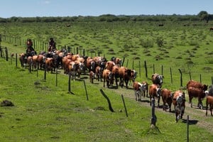 La ley prevé la formulación de un plan provincial de fomento de la ganadería regenerativa en Santa Fe que ordene e implemente las iniciativas para impulsar este tipo de producción, y plantea distintos tipos de incentivos: beneficios financieros y fiscales, capacitación y asistencia técnica, aspectos vinculados a la participación, la formación, las articulaciones entre actores y un fondo de fomento para cumplir los objetivos que establece la ley.
Foto: Gentileza