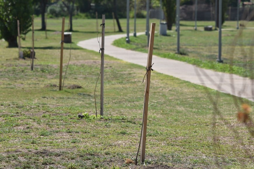 "En este mes es cuando hay que plantar los árboles”, recomienda un lector. Archivo El Litoral.
