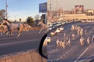 Fueron 46 caballos los que entregaron una insólita escena en la autopista.