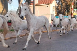 La tropilla fue finalmente capturada y puesta a resguardo.